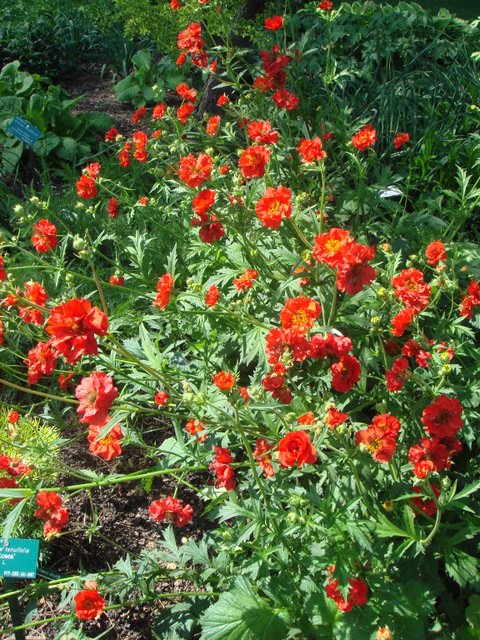 Geum x 'Lady Stratheden'
